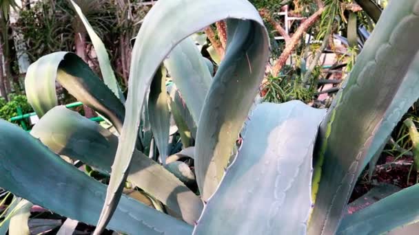 碧绿的兰花叶 美洲龙舌兰 西班牙语 American Agave或Pita 是一种原产于墨西哥的植物 用于生产龙舌兰酒 天鹅颈或龙在花园中再次生长 热带多汁仙人掌植物 Agave — 图库视频影像