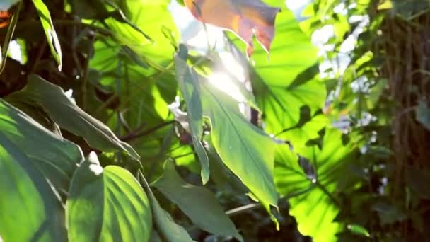 野生のジャングル 自然保護区 晴れた夏の日に太陽の光の間で温室植物園で成長しているモンスターヤシの木の大きな緑の葉 花の成長とケア — ストック動画