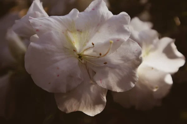 Azalea Zahrada Plném Květu Bílé Květy Rododendronu Otevírají Poupata Jemnými — Stock fotografie