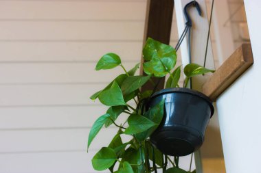 Yeşil kalp şeklinde yaprakları olan dekoratif bitki tavandan asılı siyah bir tencerede, tahta beyaz bir duvara karşı büyür. İç kısımda çiçekler var. Ev bahçesi. Kapalı alanlarda büyüyen bitkiler ve bakım.