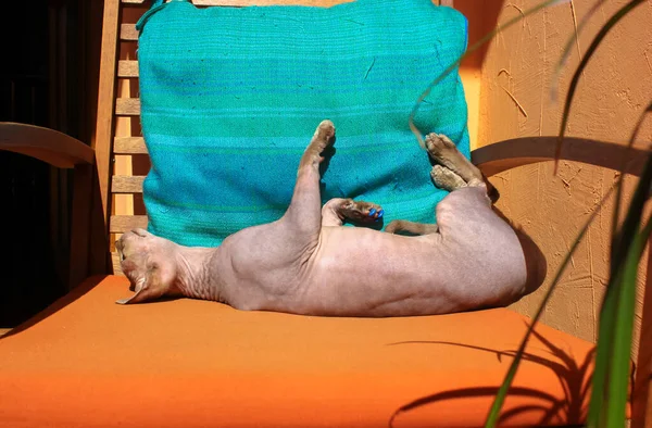 美しい幸せなはげカナダのスフィンクス猫は 椅子の上の柔らかいオレンジのクッションの上にひげで背中にリラックスした日光浴を横たわって 太陽を楽しんでいます 家で毛のないスフィンクスの子猫 微生物ペット室内 — ストック写真