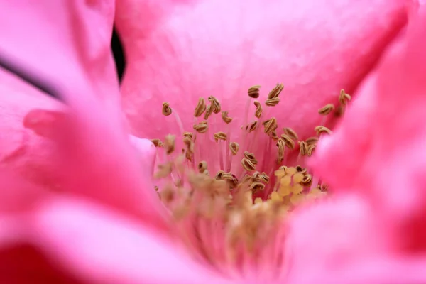 Pembe Gül Tomurcukları Erkek Organlar Yaz Bahçesinde Açan Güller Açık — Stok fotoğraf