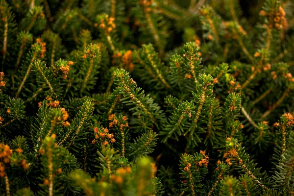 Zielone Gałęzie Iglaste Tle Krzewy Rodziny Heather Rosną Północno Wschodnich — Zdjęcie stockowe