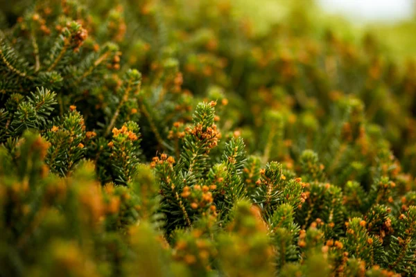 绿针叶树的背景 海瑟家族的Corema常绿灌木生长在美国东北部 加拿大 亚速尔 加那利群岛 葡萄牙南部 西班牙西南部 — 图库照片