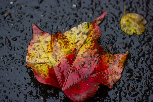 Czerwony Żółty Jesienny Klon Liść Leży Czarnym Mokrym Asfalcie Jesienna — Zdjęcie stockowe