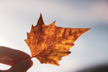 Güneşli bir günde, bir kadının elindeki yaprakları sararmış, kurumuş bir yaprak. Sonbahar - Eylül, Ekim. Değişen mevsimlerin sembolü. Doğa, ormanlar, orman teması.