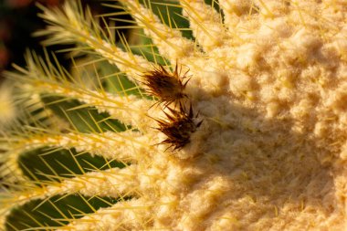 Vahşi çiçekli altın varil kaktüs makro fotoğrafı. Kaktüsler keskin iğneler arasında kapalı tomurcuklar. Botanik bahçesinde, serada, yaz gününde serada çiçek açan çöl bitkileri.. 