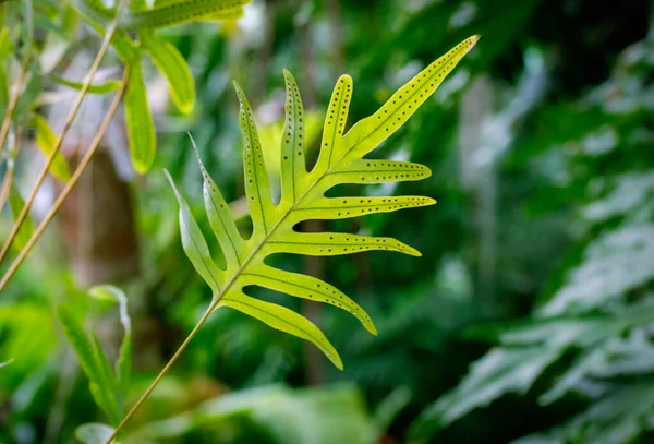 ジャングルのぼやけた自然の背景に緑のシダの葉 ソラス Sorus シダの葉の上にあるツバメの表面にある胞子胞子虫 ガメタンガのグループです 熱帯林 エキゾチックな植物の栽培 — ストック写真