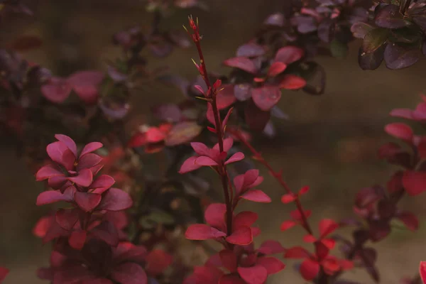 Shrub Bush Red Small Leaves Branches Grows Autumn Botanical Garden —  Fotos de Stock