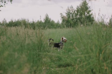 Ormanda, yüksek soluk yeşil çimlerin arasında küçük sevimli bir köpek. Yorkshire Terrier köpeği profili. Tam boy köpek evcil hayvanı. Sevgili köpek yavrusu sahibini bekliyor..