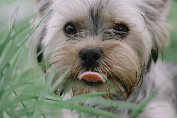 A small cute doggy shows his tongue. Yorkshire Terrier puppy portrait in high green grass walking in nature in the forest, park. Canine animal pet with funny face outdoors Lovely dog pup with sad eyes