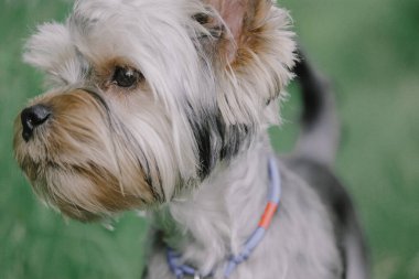 Profilde küçük sevimli bir köpek görünüyor. Yakından. Yorkshire Teriyeri köpek yavrusu portresi orman ve parkın doğasında soluk yeşil çimlere karşı. Komik yüzlü köpek yavrusu. Köpek yavrusu gibi..