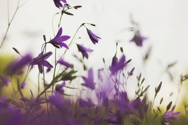 Фиолетовые Лиловые Колокольчики Цветут Весеннем Лугу Цветущее Поле Растения Летнем — стоковое фото