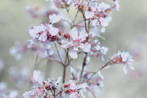 Jemné Fialové Růžové Pole Divoké Okrasné Kvetoucí Květiny Pozadí Desktopové — Stock fotografie