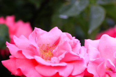 Yeşil doğal bulanık arkaplanda pembe gül tomurcukları. Yazın botanik bahçesinde açan gül. Açık havada çiçek açan pembe güller. Çiçekli kartpostal. Büyüyen güller