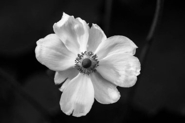 Koyu arkaplanda beyaz Japon şakayığı çiçeği. Botanik bahçesinde melez bitkileri yetiştirmek. Sonbahar bitkilerinin çiçek açması. Honorine Jobert Anemone çiçeği siyah beyaz makro fotoğraf.