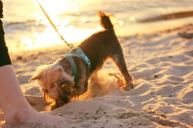 Küçük mutlu bir Yorkshire Terrier köpeği kumlu sahilde bir çukur kazıyor bir nehir, deniz ya da okyanusun kumlu kıyısında. Günbatımında deniz kenarında gezmek ve tasmalı köpeklerle gezmek. Tasmalı köpek..