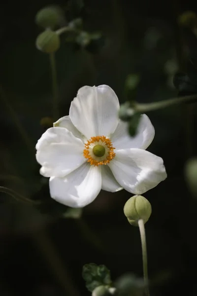 White Japanese Anemones Green Natural Background Growing Hybrid Plants Botanical — Φωτογραφία Αρχείου