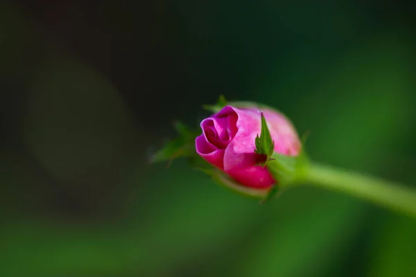 自然な緑の背景に長い枝茎にピンクのお茶の繊細な少し開いていないバラの芽が立ちました 化粧品 香水の生産のために栽培された庭の花 花絵葉書 — ストック写真