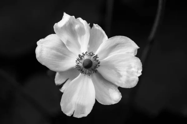 Flor Anémona Japonesa Única Blanca Sobre Fondo Oscuro Cultivo Plantas —  Fotos de Stock