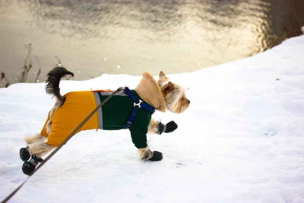 Engraçado Bonito Yorkshire Terrier Cão Terno Quente Macacão Correndo Uma — Fotografia de Stock