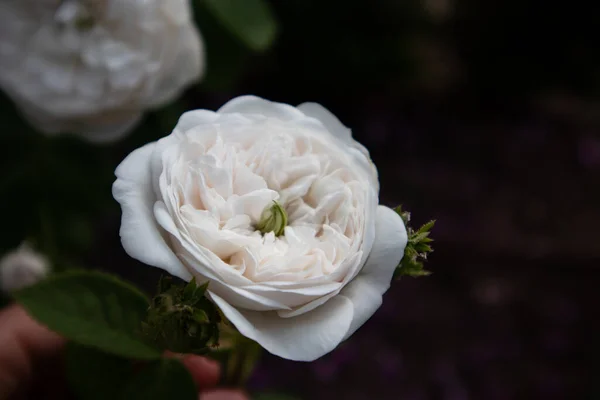 White Rosebud Delicate Petals Viewed Black Background Minimalist Beautiful Backdrop — Stock Photo, Image