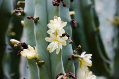 Bahar botanik bahçesinde çiçek açmış, zarif sarı çiçekleri olan dikensiz bir kaktüs. Satılık kaktüs yetiştiriyorum. Serada bahçıvanlık, serada sera. Çöl bitkileri bakım ve yetiştirme.