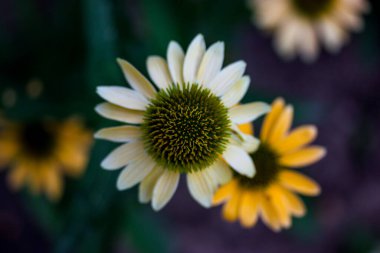 Helianthus schweinitzii yellow flowers on dark green background top view. Beautiful sunflowers in a summer garden, park. Perennial wildflower is a native herbaceous in the aster family Floral postcard