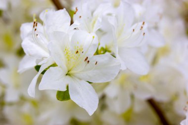 Beyaz açelya tomurcukları yeşil arka planda tamamen çiçek açar ve metin için boşluk bırakır. Bahar botanik bahçesinde tomurcuklanan Rhododendronlar. Yazın çalılıklarda güzel kokulu çiçekler. Beyaz taç yaprakları, çiçek duvar kağıtları.