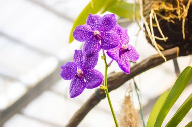 Growing purple orchid flowers in white spots in a botanical garden. Growing exotic Phalaenopsis flower full bloom. Blooming flowers pistil stamen in a tropical greenhouse, jungles. Floral wallpaper.