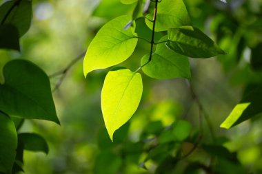 Yeşil yapraklar güneş ışığında yeşil bulanık yeşil arka planda. Ekoloji, doğa, koruma, koruma kavramı. Bir dal, yaprak döken ağaç dalı İlkbahar ormanı, park, orman, doğa rezervi