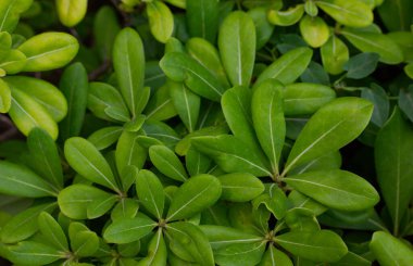 A background of oval green leaves. Shrub with green foliage with hazy glow effect. Vegetation, nature, ecology concept. Nature reserve, park, garden in detail. Perennial plants. Madder bedstraw family