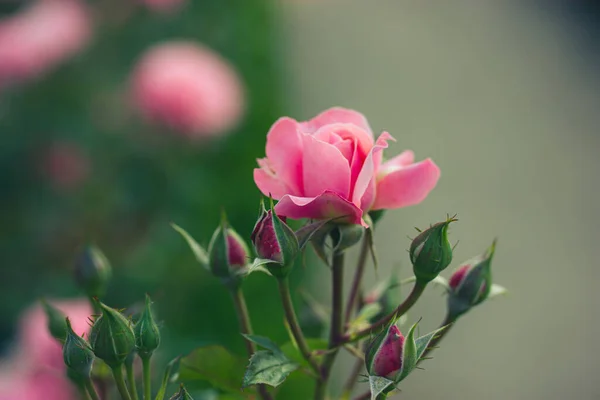Розебуд Свіжа Троянда Кущі Троянд Ботанічному Саду Парк Навесні Влітку — стокове фото