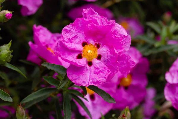 Bright Pink Rock Rose Flowers Spring Botanical Garden Cistus Creticus — Stockfoto