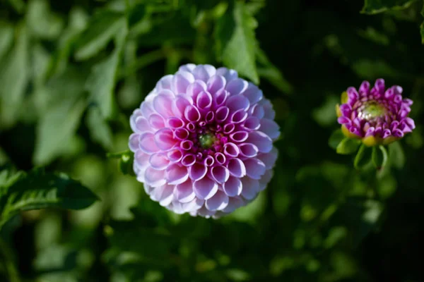 Fioletowy Różowy Kwiat Dahlii Ogrodzie Letnim Piękne Kwiaty Uprawiane Ciemnozielonym — Zdjęcie stockowe