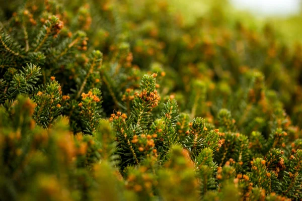 Groene Naaldbomen Takken Achtergrond Corema Groenblijvende Struiken Van Familie Heather — Stockfoto