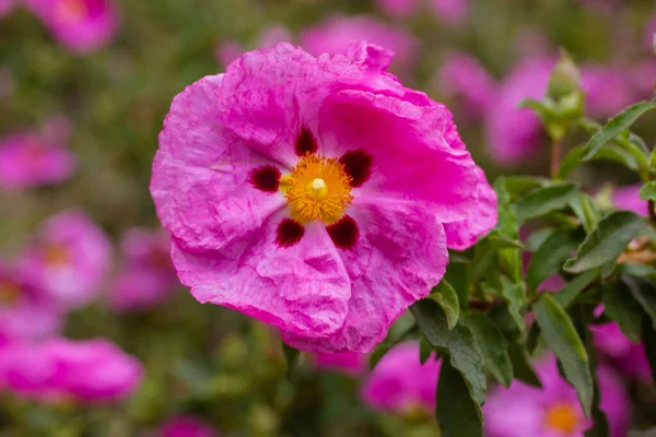 Világos Rózsaszín Szikla Rózsa Virág Egy Tavaszi Botanikus Kertben Cistus — Stock Fotó