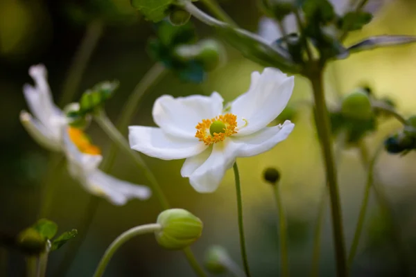 White Japanese Anemones Green Natural Background Growing Hybrid Plants Botanical — Stock fotografie