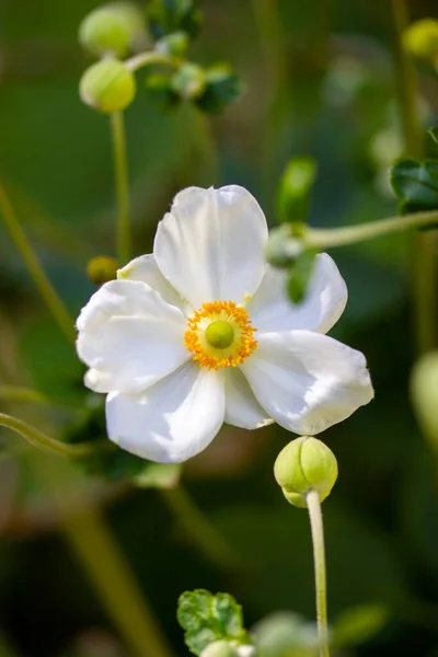 White Japanese Anemones Green Natural Background Growing Hybrid Plants Botanical — 图库照片