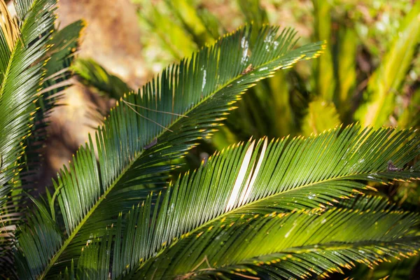 Cycas Taiwaniana Palm Trees Bushes Tropical Botanical Garden Summer Spring — Stock Photo, Image
