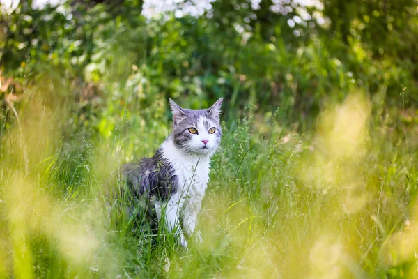 Tabby Bicolor White Gray Hunter Cat Yellow Eyes Sitting High — Stock Photo, Image