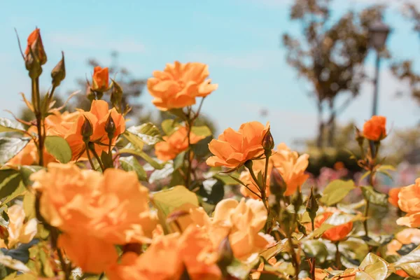 Кущові Троянди Апельсиновими Або Жовтими Бутонами Запашних Квітів Тлі Блакитного — стокове фото