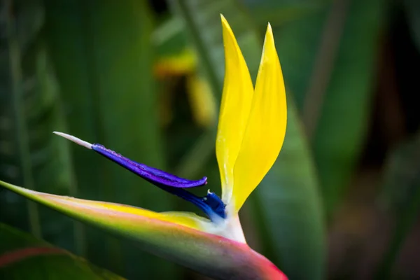Strelitzia Junceaの花 南アフリカの野生のStrelitziaceae科の黄色のエキゾチックな熱帯の花です 植物園 熱帯林 森の楽園開花植物の鳥 — ストック写真