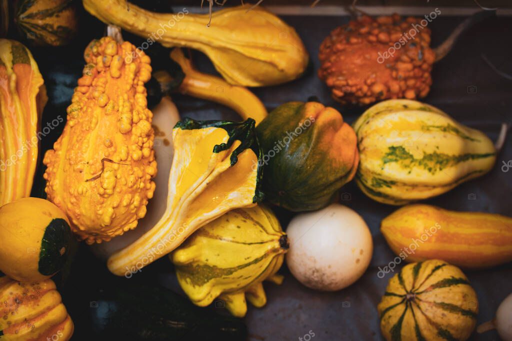 Varias pequeñas calabazas decorativas de color verde anaranjado