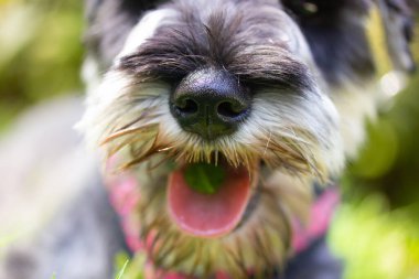 Puppy Zwergschnauzer with open mouth and pink tongue. A dog's muzzle close up on a green background. A service, hunting guarding dogs breed Canine animal, pet outdoors in green park woods. Happy doggy
