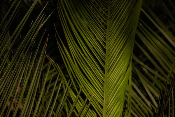Green Palm Tree Leaves Coconut Leaf Black Background Exotic Foliage — Zdjęcie stockowe