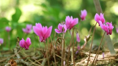 Pink lilac cyclamen hederifolium flowers grow on forest edge in a botanical garden, park, forest in the wild in summer. Blooms in a national park in spring. Nature's awakening. Wild cyclamens in woods