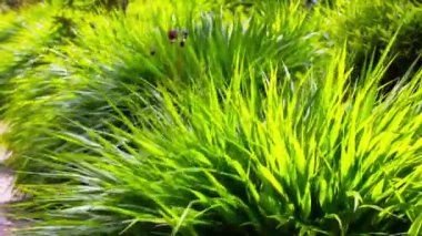 İlkbahar ya da yaz aylarında botanik bahçesinde, parkta, doğa koruma alanında sulu yeşil çayırlar yetişir. Doğa konsepti, ekoloji. Açık havada rüzgarlı bir gün. Hava ve iklim. Yeşil ekili bitkiler.