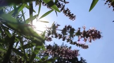 Yabani çiçeklerin olduğu yavaş çekim manzarası bitkileri yakınlaştırır. Herbaceous çiçekli arka plan makro çekimi bir parkta, botanik bahçesinde. Parlak güneş ışığıyla mavi gökyüzüne karşı dibe vurun.