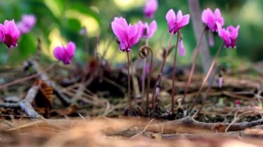 Zakkum ağacının yeşil yaprakları arasında açan pembe çiçekler, çalılar. Çiçek açmış Neryum zakkum. Yaz günü, botanik bahçesindeki botanik parkında sonsuza dek yemyeşil, zehirli bir bitki. Çiçekli kartpostal